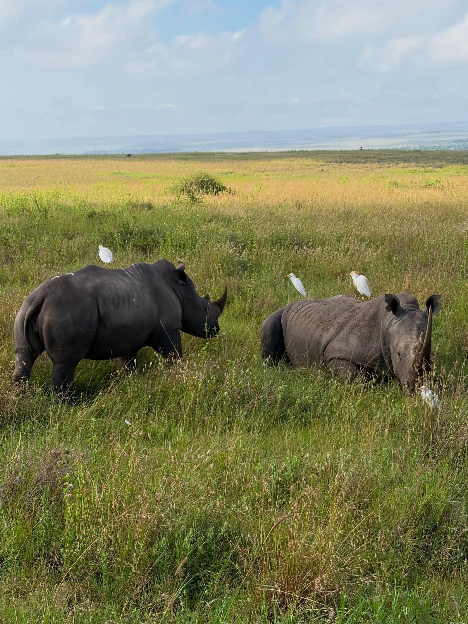 Nairobi National Park view