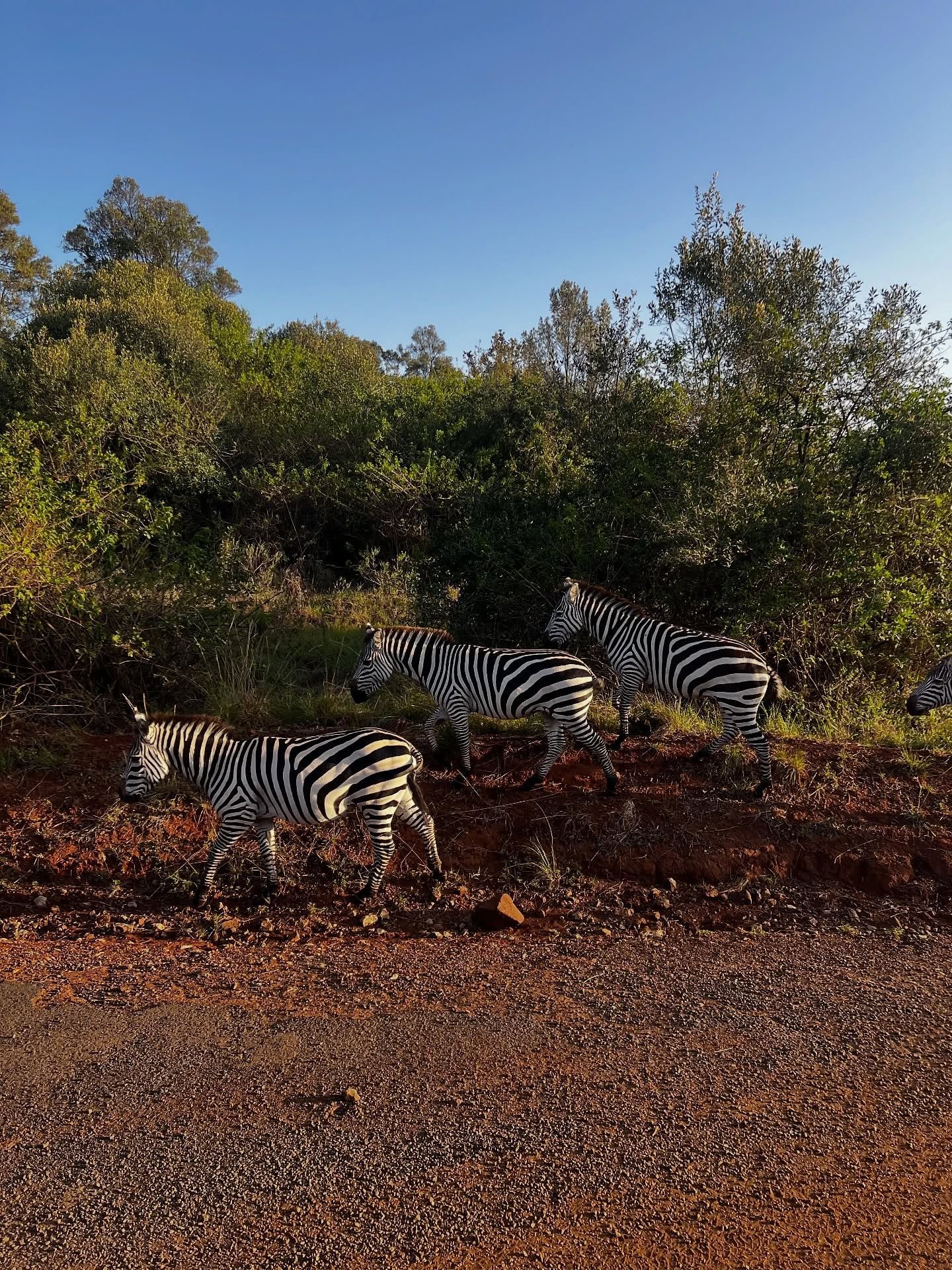 Nairobi National Park view